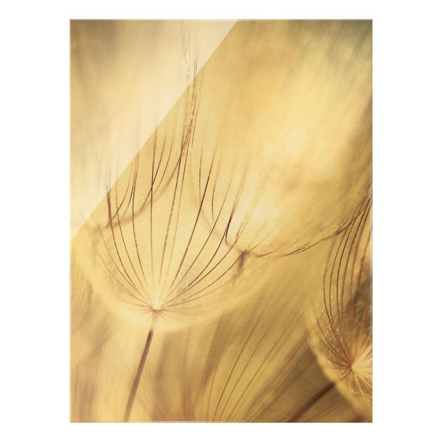 Billeder blomster Dandelions Close-Up In Cozy Sepia Tones