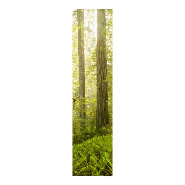 Panelgardiner landskaber Redwood State Park Forest View