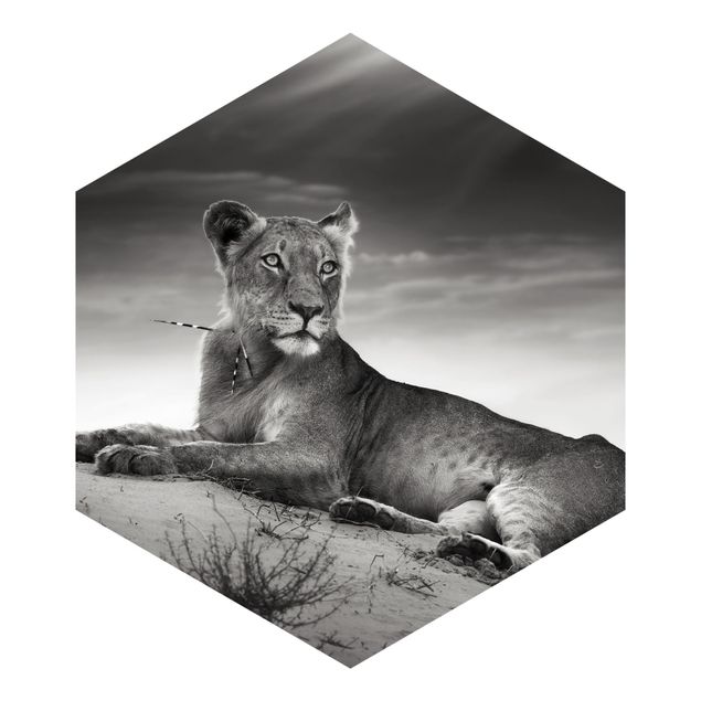 Sekskantede Tapeter Resting Lion