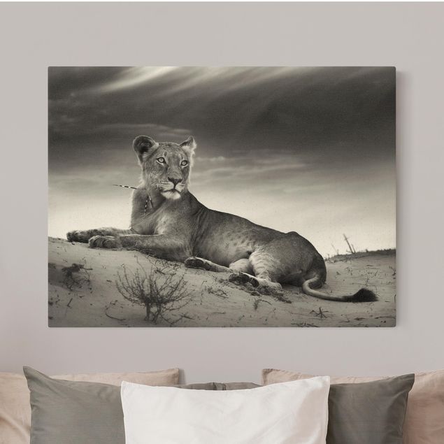 Billeder på lærred katte Resting Lion