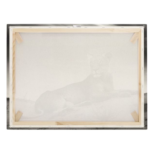 Billeder sort og hvid Resting Lion