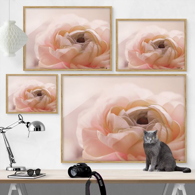 Billeder lyserød Focus On Light Pink Flower