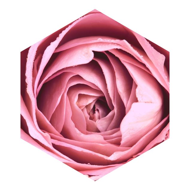 Fototapet lyserød Pink Rose Blossom