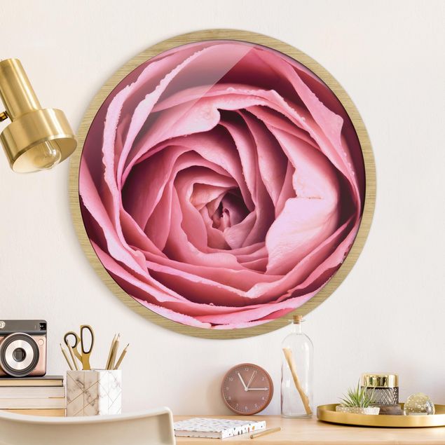 Rund billeder Pink Rose Blossom