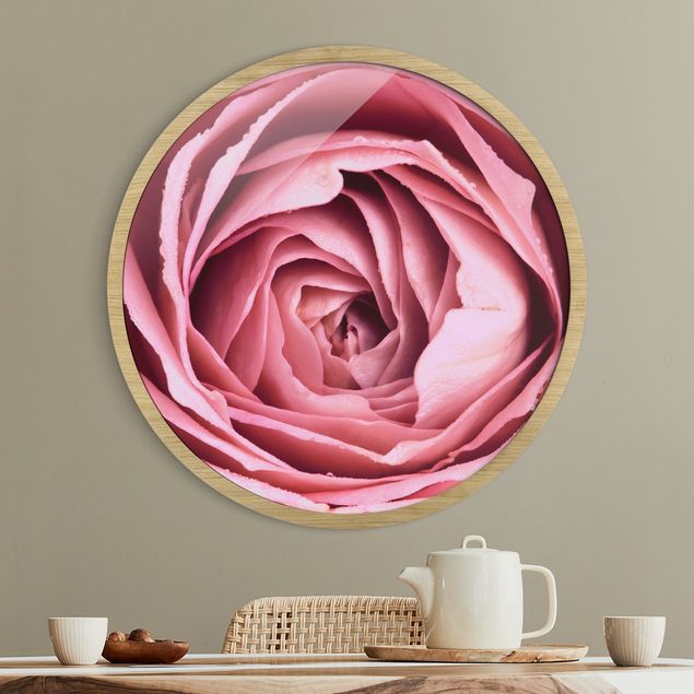 Indrammede plakater blomster Pink Rose Blossom