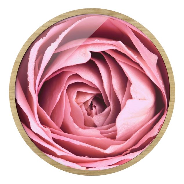 Billeder lyserød Pink Rose Blossom
