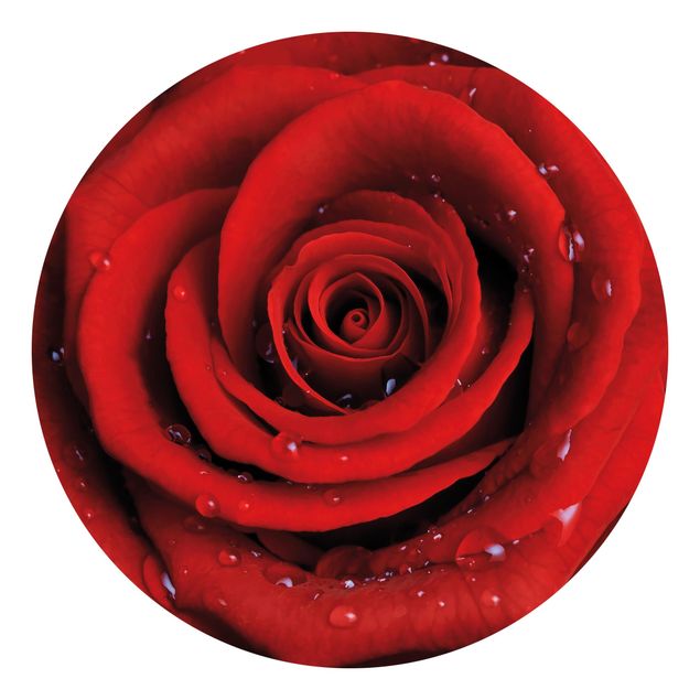Tapet moderne Red Rose With Water Drops
