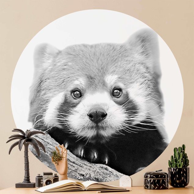 Moderne tapet Red Panda In Black And White