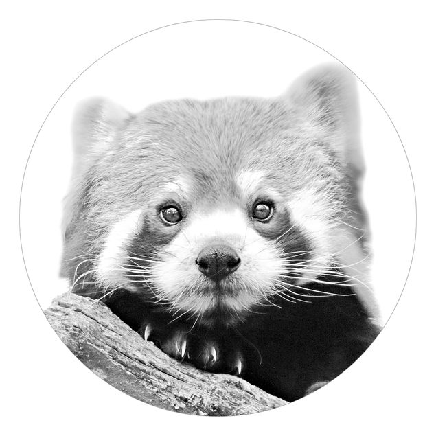 Tapet Red Panda In Black And White