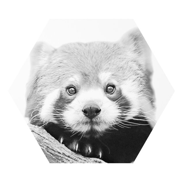Forex Red Panda In Black And White