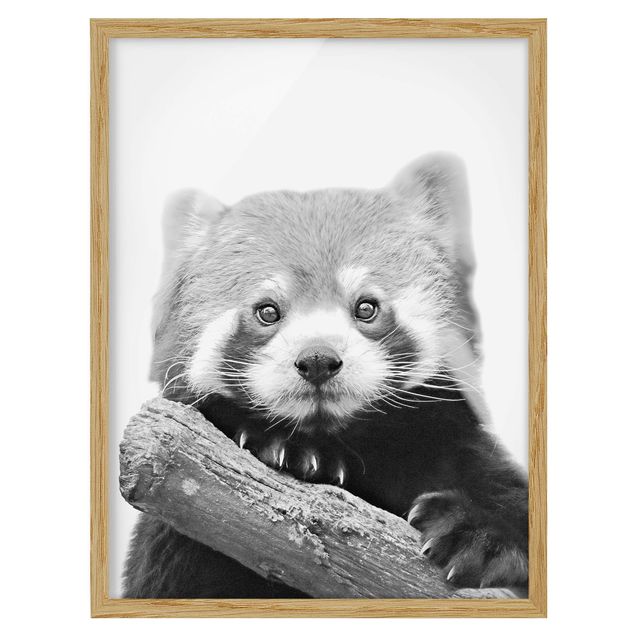 Indrammede plakater dyr Red Panda In Black And White