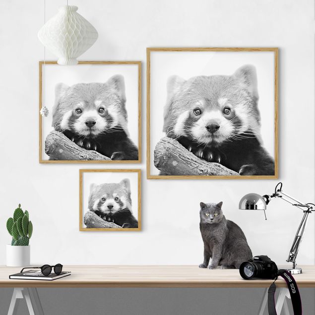 Billeder moderne Red Panda In Black And White