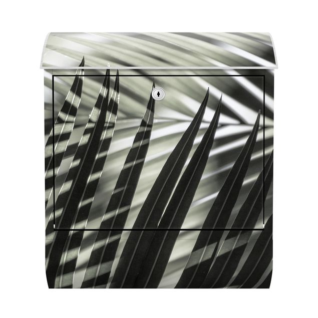 Postkasser landskaber Interplay Of Shaddow And Light On Palm Fronds
