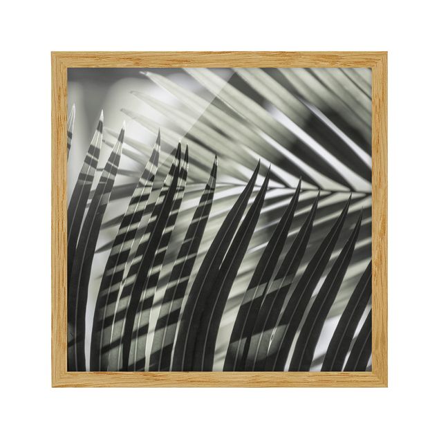 Billeder blomster Interplay Of Shaddow And Light On Palm Fronds