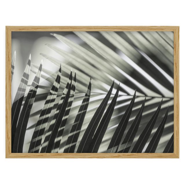 Billeder blomster Interplay Of Shaddow And Light On Palm Fronds