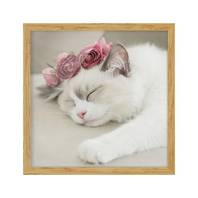 Billeder blomster Sleeping Cat with Roses