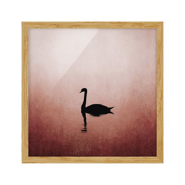 Indrammede plakater dyr Swan In Sunset