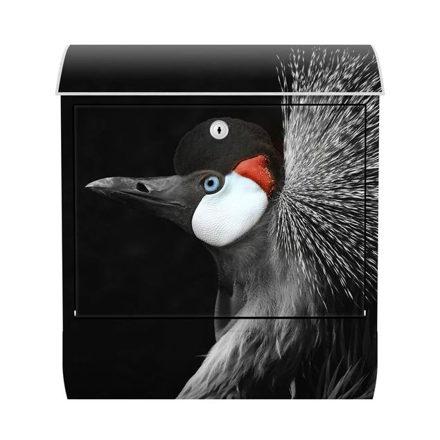 Postkasser sort Black Crowned Crane