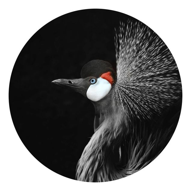 Billeder Monika Strigel Black Crowned Crane