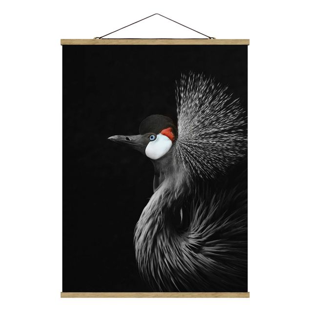 Billeder dyr Black Crowned Crane