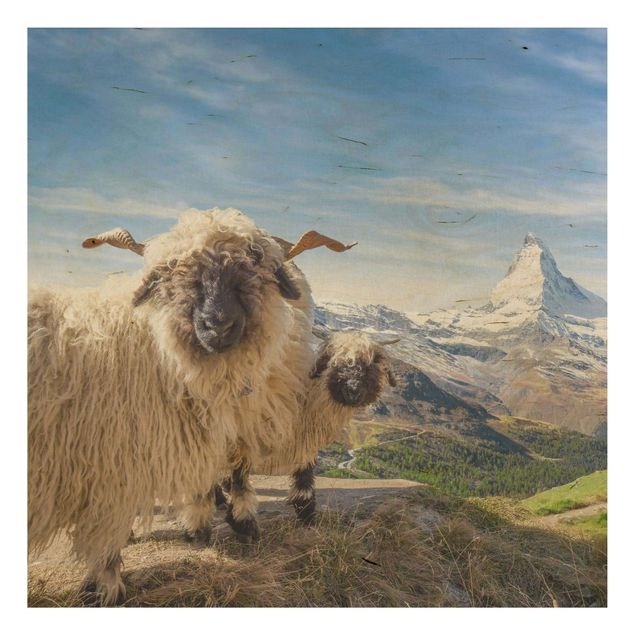 Prints på træ landskaber Blacknose Sheep Of Zermatt
