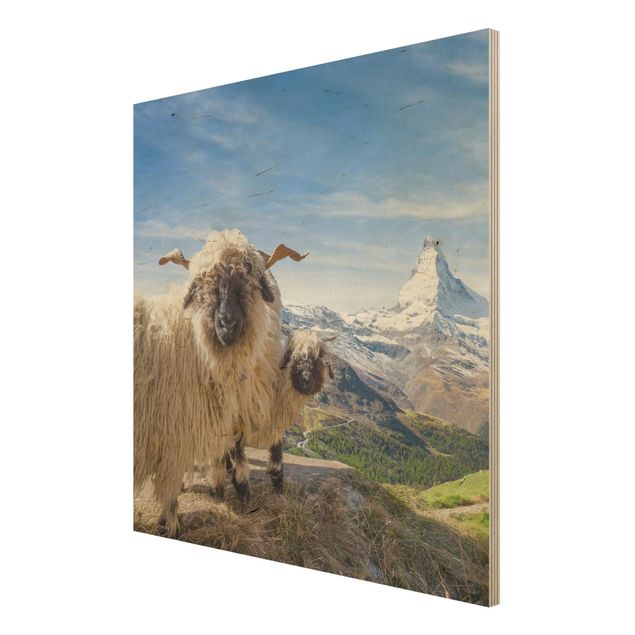 Billeder Blacknose Sheep Of Zermatt