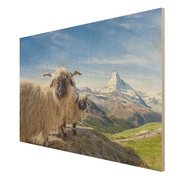 Billeder Blacknose Sheep Of Zermatt
