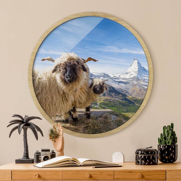 Rund billeder Blacknose Sheep Of Zermatt