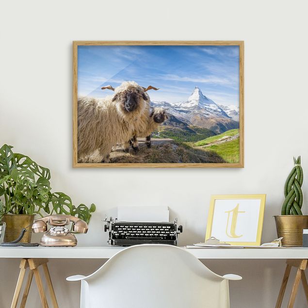 Billeder Schweiz Blacknose Sheep Of Zermatt