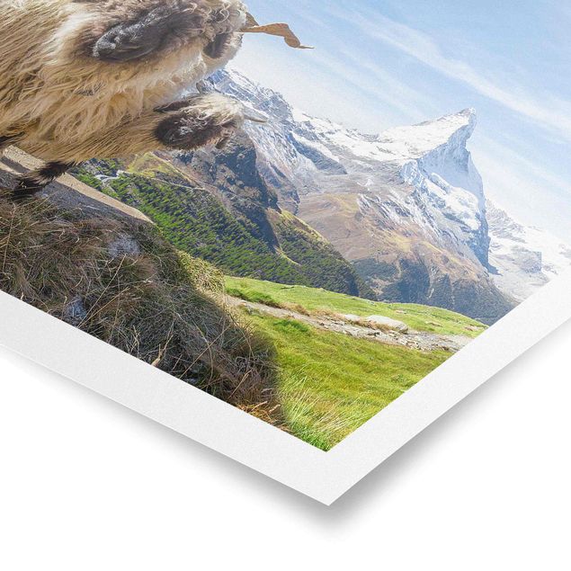 Plakater arkitektur og skyline Blacknose Sheep Of Zermatt