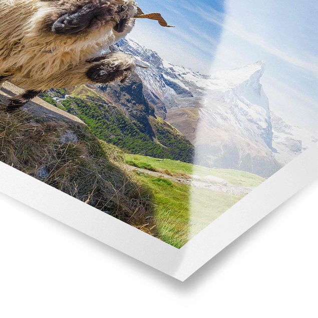 Billeder arkitektur og skyline Blacknose Sheep Of Zermatt