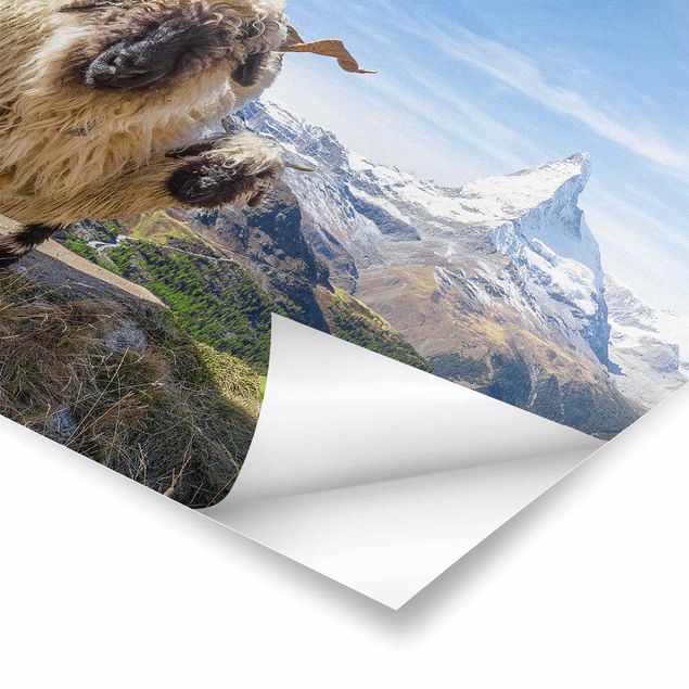 Plakater landskaber Blacknose Sheep Of Zermatt