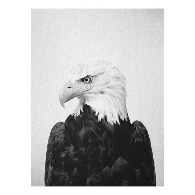 Billeder sort og hvid Sea Eagle Socrates Black And White