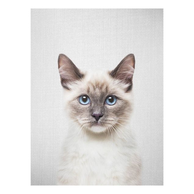Billeder moderne Siamese Cat Sibylle
