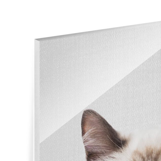 Billeder Gal Design Siamese Cat Sibylle