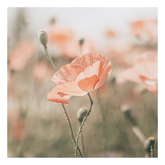 Billeder blomster Sun-Kissed Poppy Fields