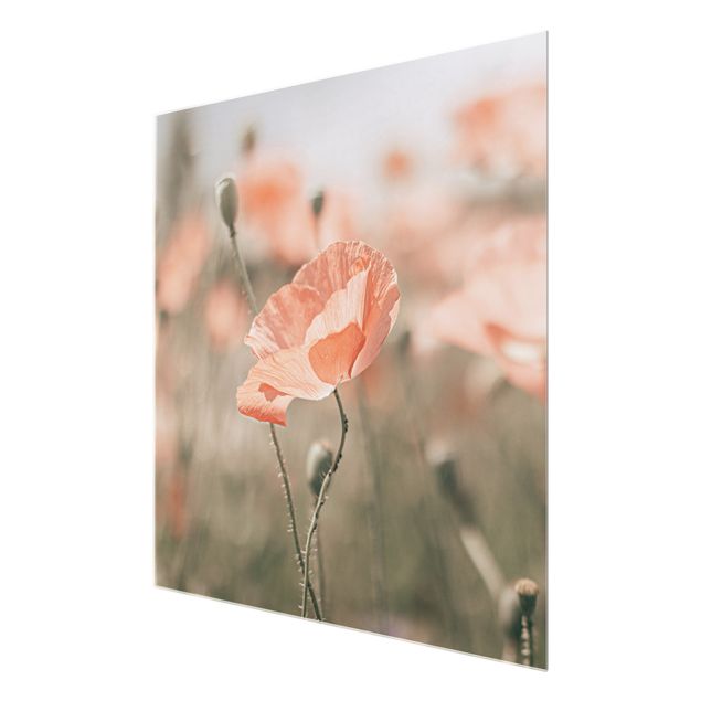 Billeder rød Sun-Kissed Poppy Fields