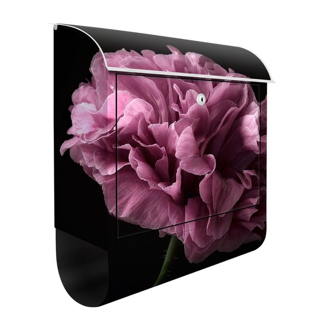 Postkasser blomster Proud Peony In Front Of Black