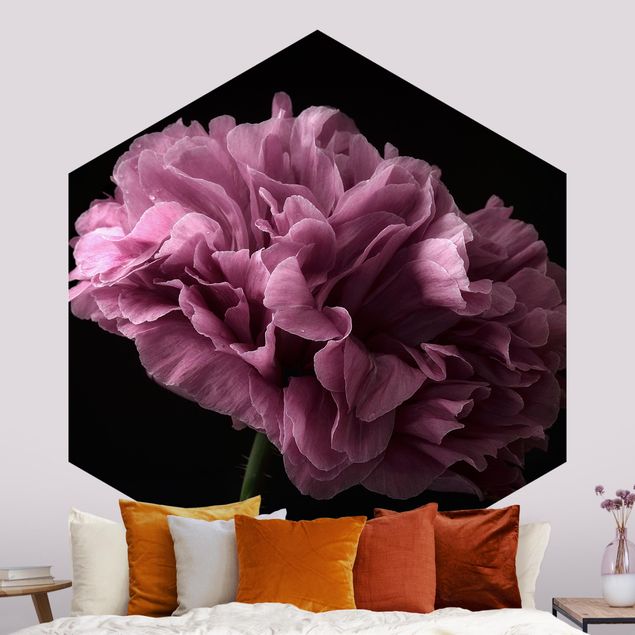 Tapet roser Proud Peony In Front Of Black