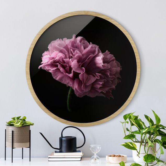 Indrammede plakater blomster Proud Peony In Front Of Black