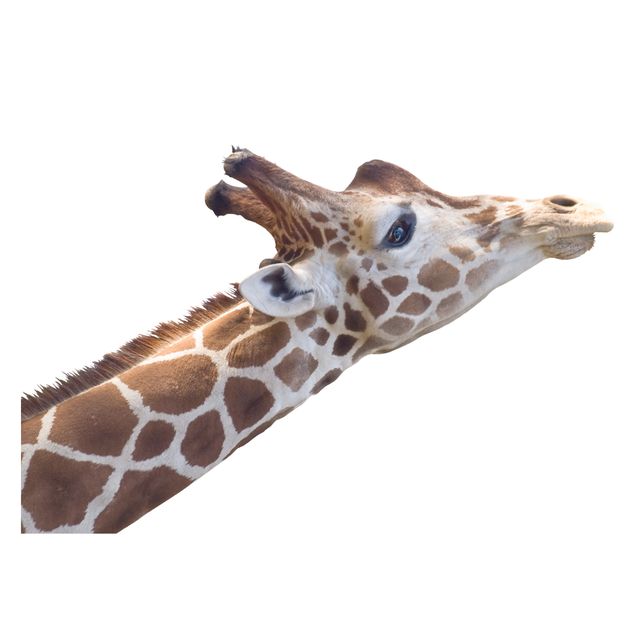 Vinduesklistermærker dyr Searching giraffe