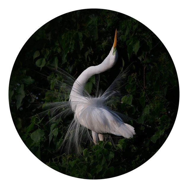 Dyre tapet Dancing Egrets In Front Of Black