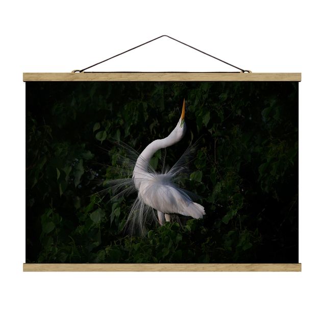 Billeder sort Dancing Egrets In Front Of Black