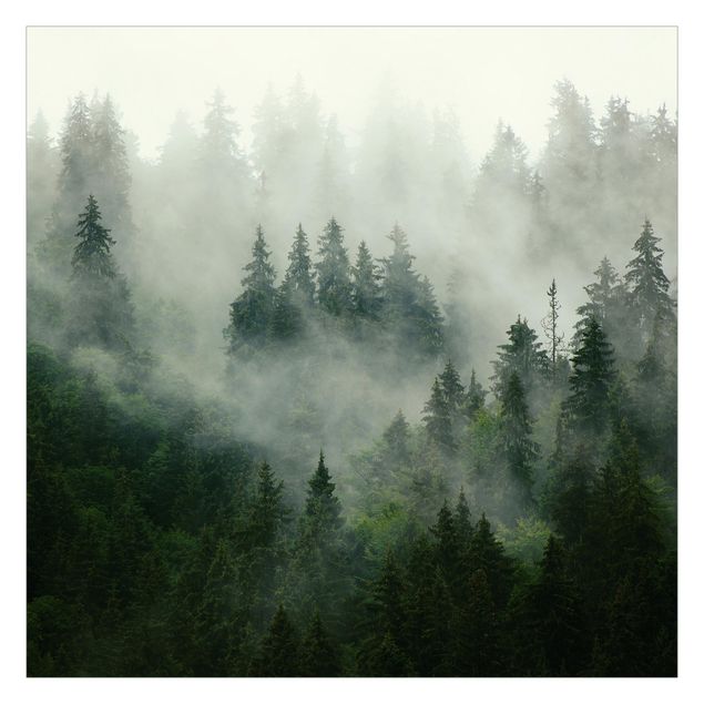Tapet Deep Green Fir Forest In The Fog