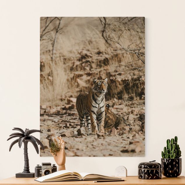 Billeder på lærred katte Tiger In The Wild