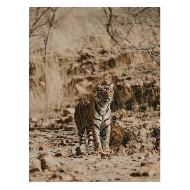 Billeder moderne Tiger In The Wild