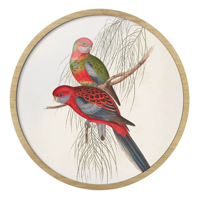 Billeder rød Tropical Parrots III