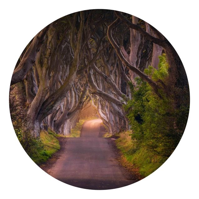 Fototapet landskaber Tunnel Of Trees