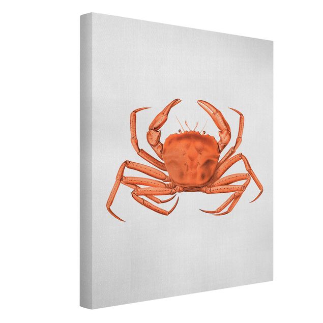 Billeder strande Vintage Illustration Red Crab