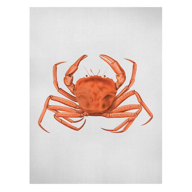 Billeder hav Vintage Illustration Red Crab